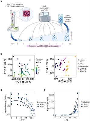 Strong Expansion of Human Regulatory T Cells for Adoptive Cell Therapy Results in Epigenetic Changes Which May Impact Their Survival and Function